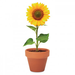 Sunflower - Grow your own Pot