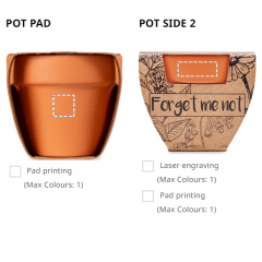 Forget me not - Grow your own pot